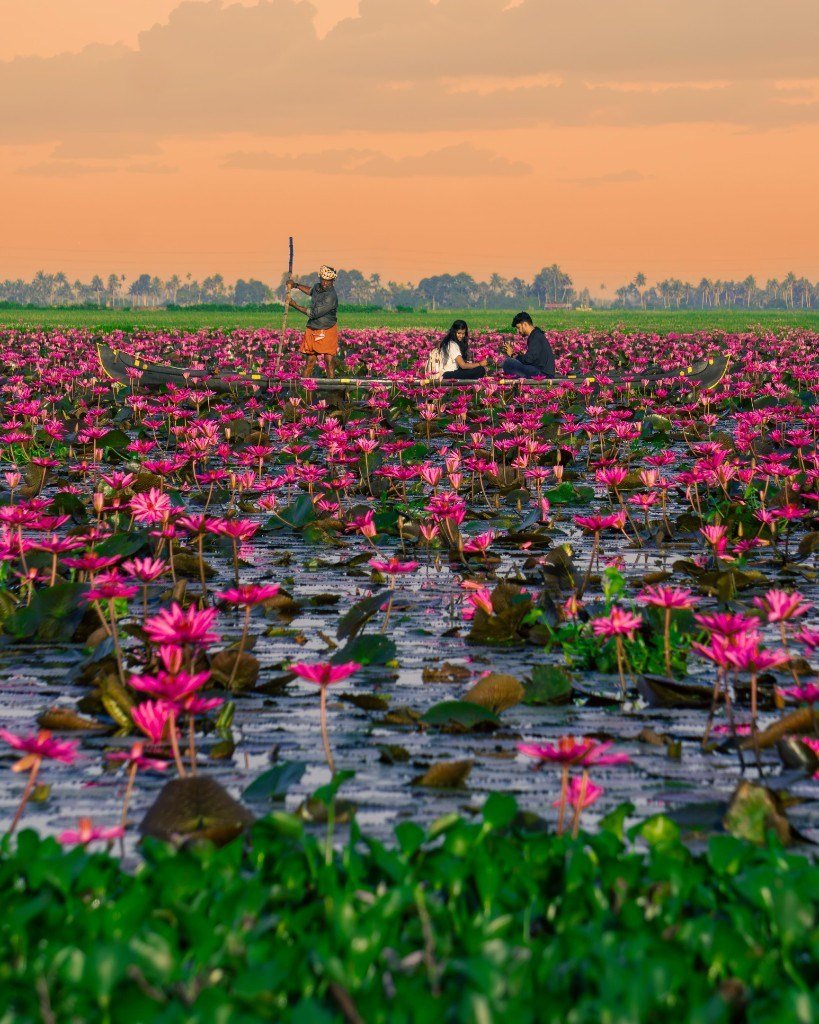 Malarikkal Water Lily Tourism